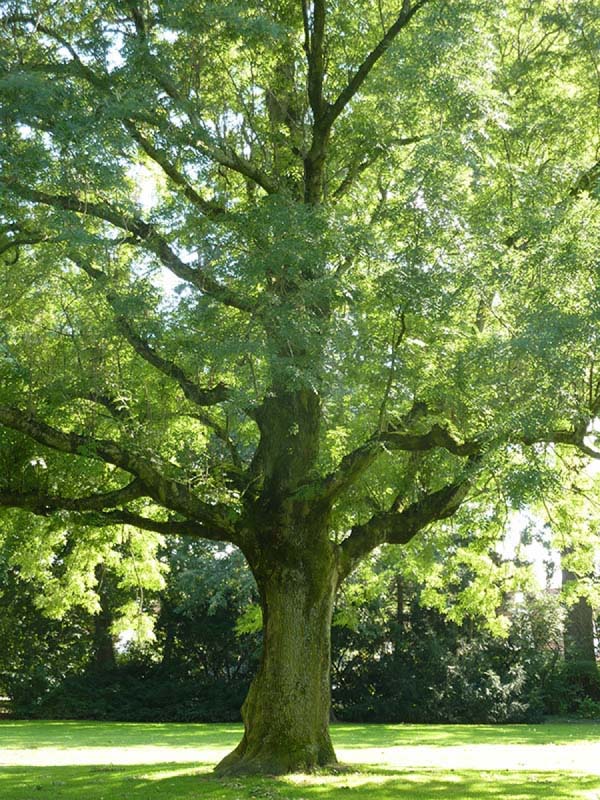 Frêne Olivier – Image 3